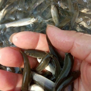 青鱼苗7-10cm产地直销一手货源齐规格低价格