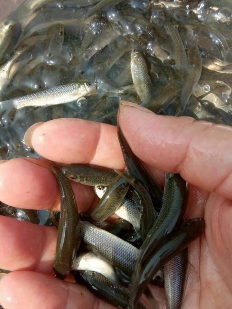 青鱼苗7-10cm产地直销一手货源齐规格低价格