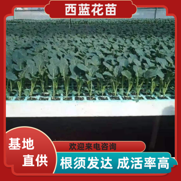 西兰花苗，基地直供，抗病强，根须发达，成活率高