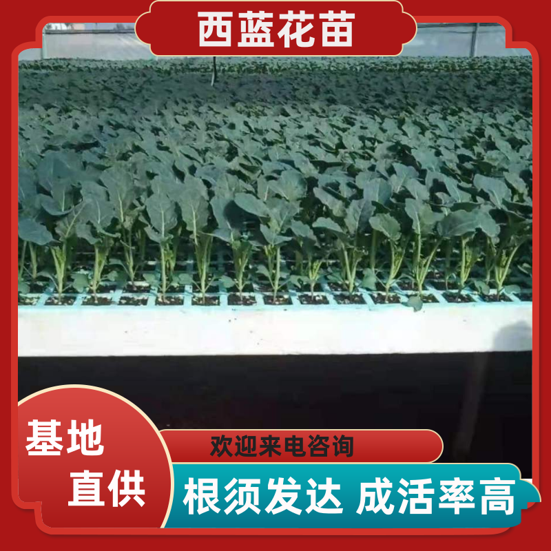 西兰花苗，基地直供，抗病强，根须发达，成活率高