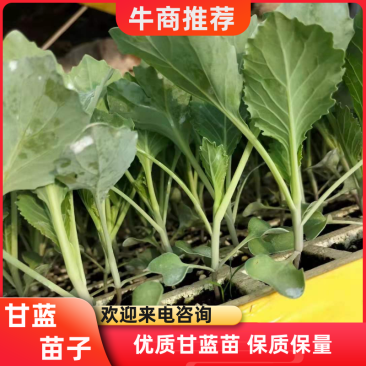 甘蓝苗，包菜苗，产量高抗病强，基地直发，量大从优