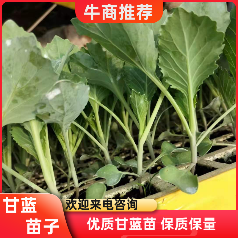 甘蓝苗，包菜苗，产量高抗病强，基地直发，量大从优