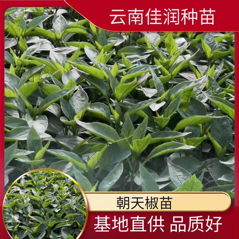 辣椒苗，基地直供，年销售1000万株，全国包邮