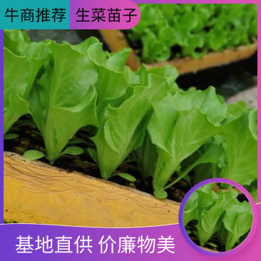 生菜苗，品种意大利，价廉物美，基地直供，
