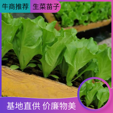 生菜苗，特级苗，基地直供，常年供应，量大从优