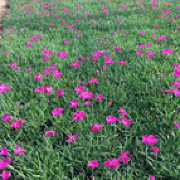 山东欧石竹/欧石竹那里有/欧石竹种植户