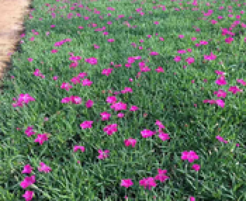 山东欧石竹/欧石竹那里有/欧石竹种植户