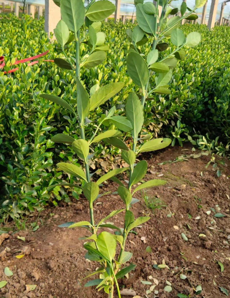 出售北海道黄杨冬青绿化植物四季常青