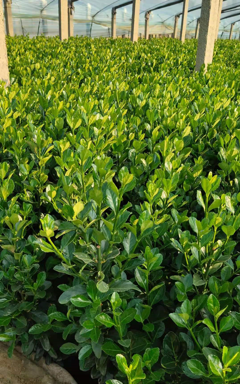 出售北海道黄杨冬青绿化植物四季常青