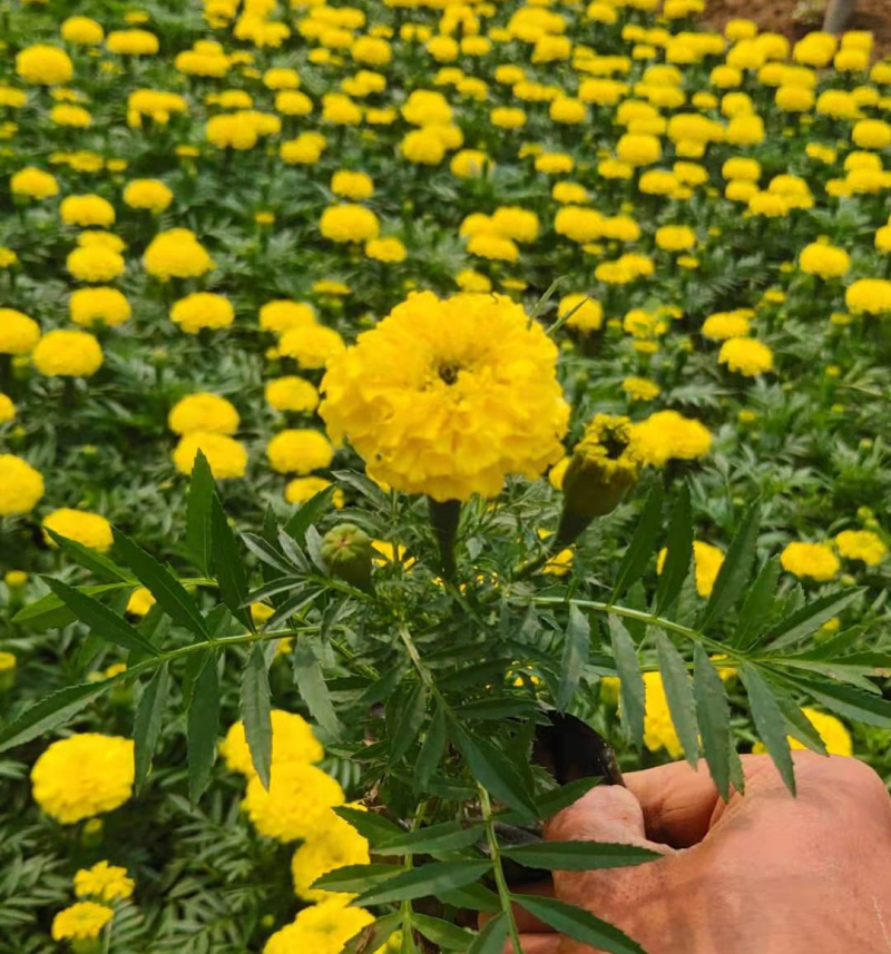 万寿菊价格优-万寿菊出售-万寿菊种植基地