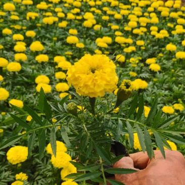 种植万寿菊园林绿化草花