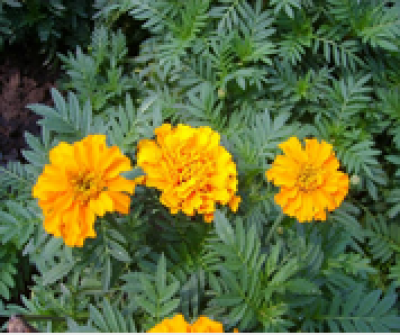 种植万寿菊园林绿化草花