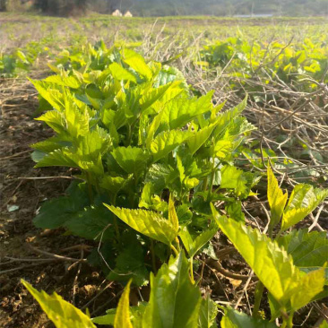 出境嫩桑芽菜