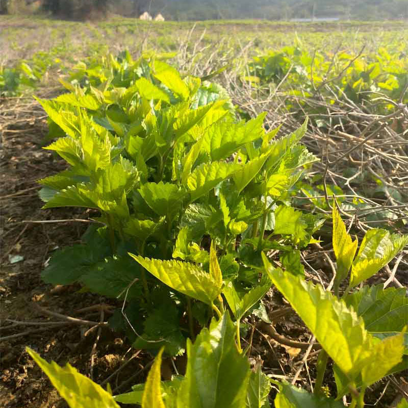 出境嫩桑芽菜