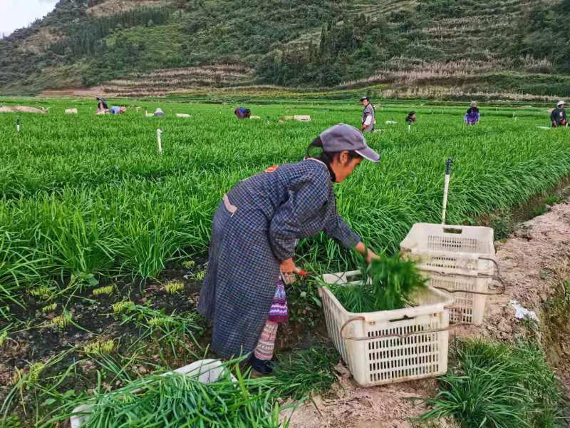 小叶韭菜百亩基地种植韭菜品质优货源充足新鲜上市