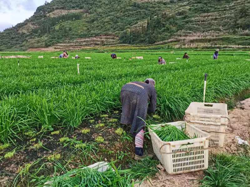 小叶韭菜百亩基地种植韭菜品质优货源充足新鲜上市