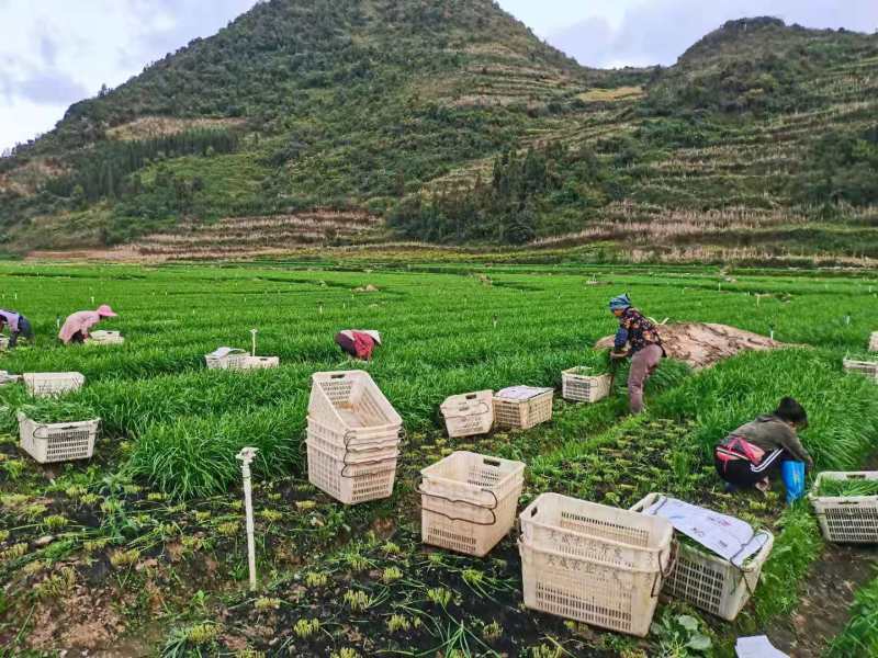 小叶韭菜百亩基地种植韭菜品质优货源充足新鲜上市