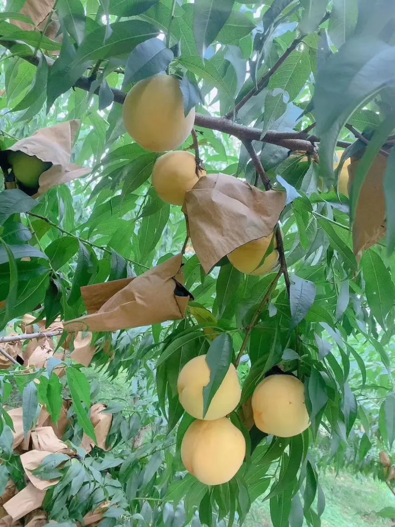 水果套袋，水蜜桃套袋，桃袋，水果套袋防虫果袋包，桃子袋