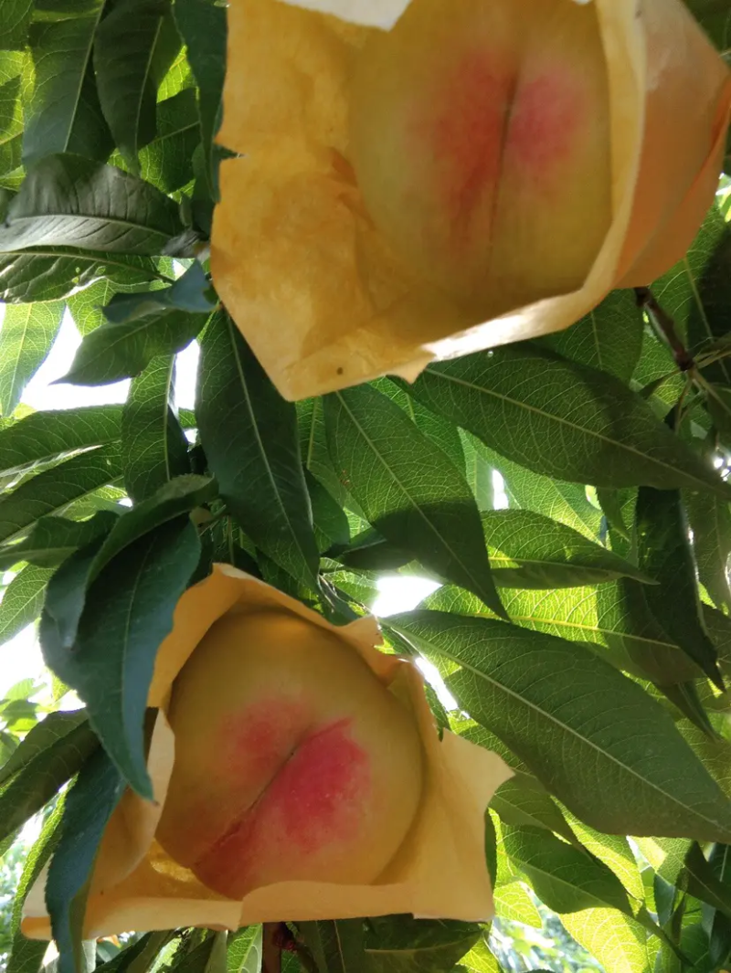 水果套袋，水蜜桃套袋，桃袋，水果套袋防虫果袋包，桃子袋