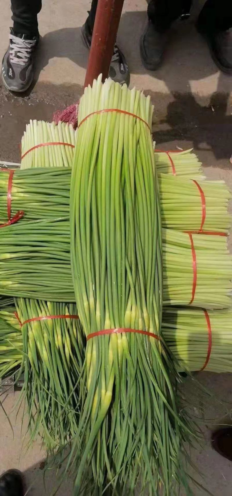 【蒜台】精品蒜苔，一手货源支持视频看货保证质量，干苔