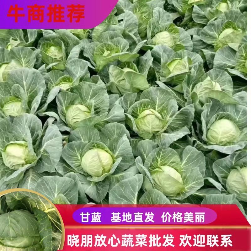 河北精品甘蓝大量上市，诚信代办规格齐全欢迎联系