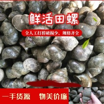 田螺食用鲜活10--15个一斤一手货源欢迎咨询