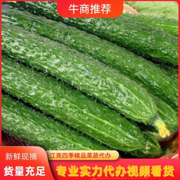 黄瓜，密刺黄瓜，冷棚密刺万亩黄瓜大量上市中