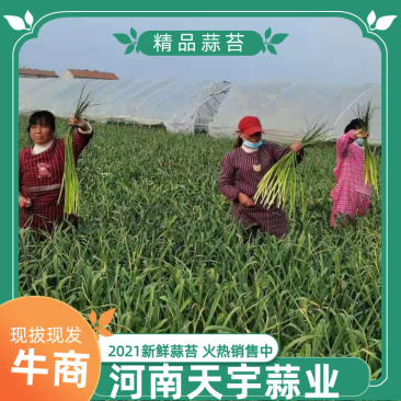 【推荐】蒜台2021年最新上市蒜台当天摘当天发
