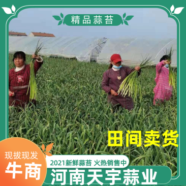 【蒜台】精品蒜苔，一手货源支持视频看货保证质量，干苔