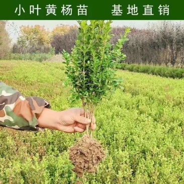 小叶黄杨苗，北海道黄杨，基地直供，价格公道，绿篱，易成活