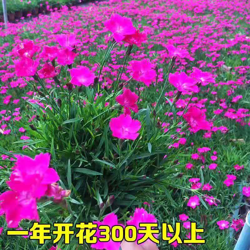 欧石竹，基地直供，杯苗，穴盘苗，四季开花，耐寒耐寒