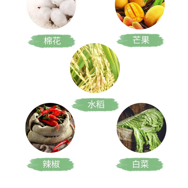 正业细治氨基寡糖寡素乙蒜素蔬菜枯萎病溃疡病高效专用农药