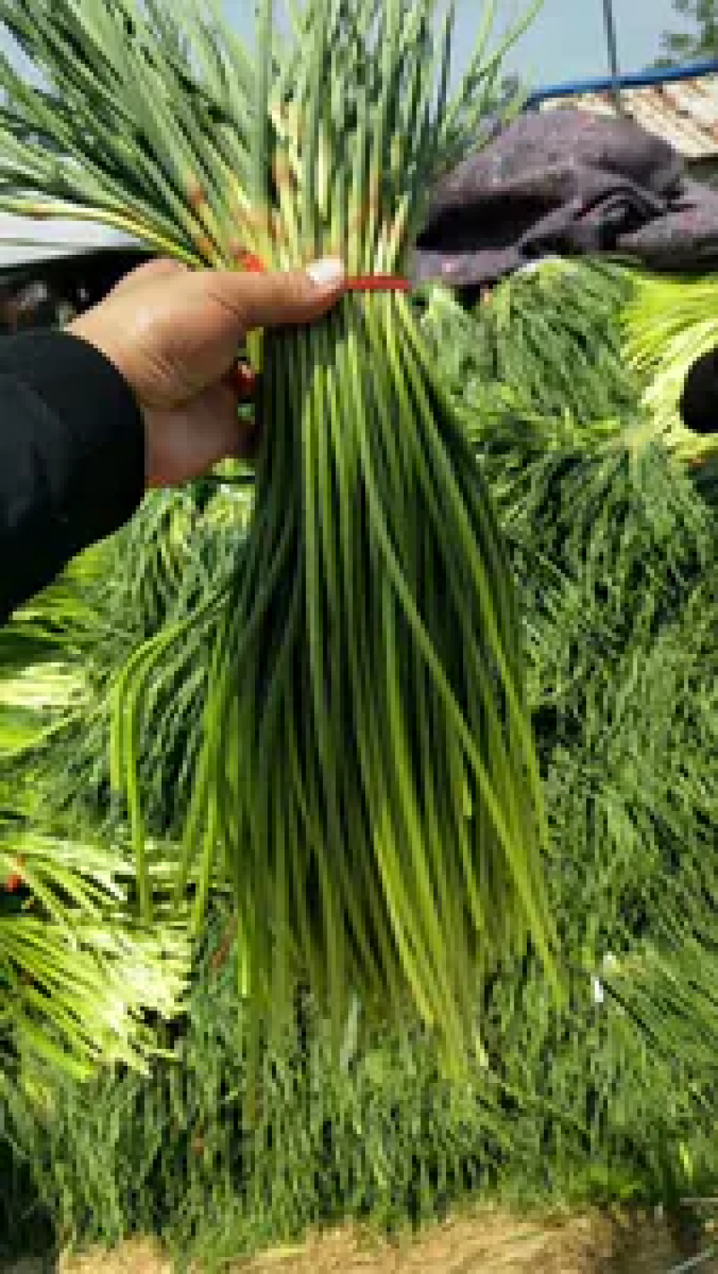 山东红帽蒜苔早熟蒜苔产地直供价格便宜实力配资