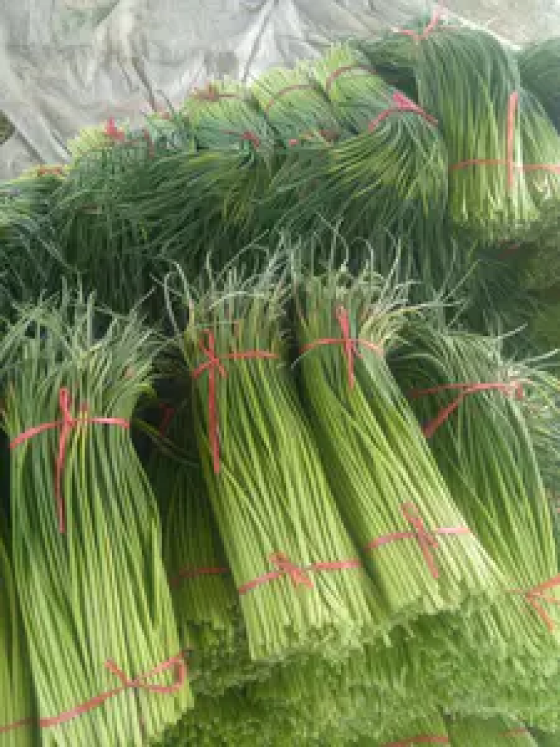 山东红帽蒜苔早熟蒜苔产地直供价格便宜实力配资