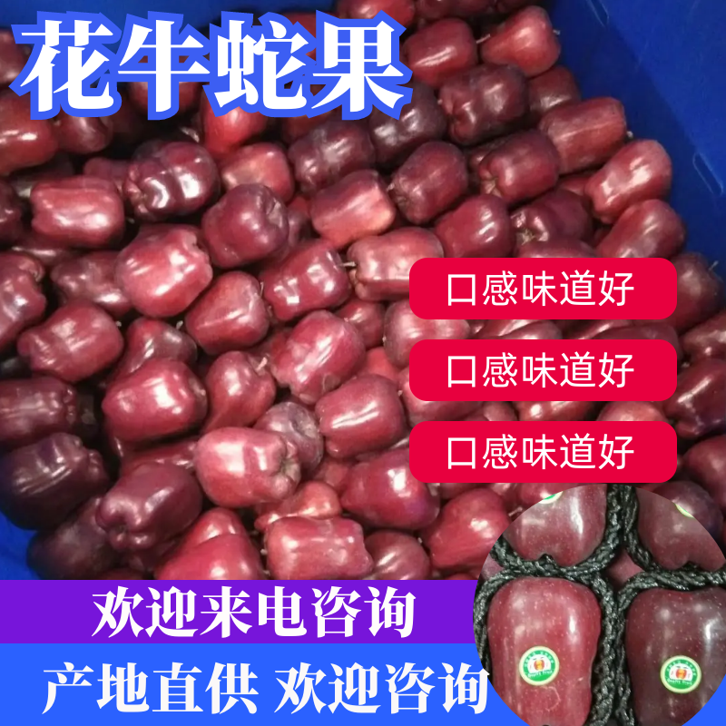 甘肃苹果精品花牛蛇果大量上市货源充足价格美丽欢迎来电