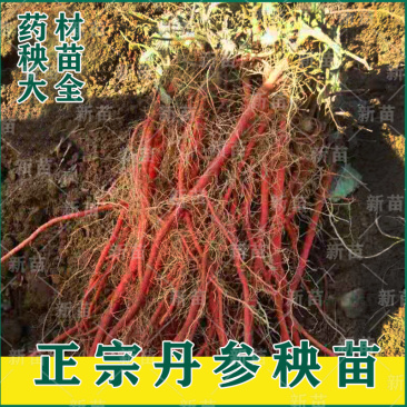 丹参苗