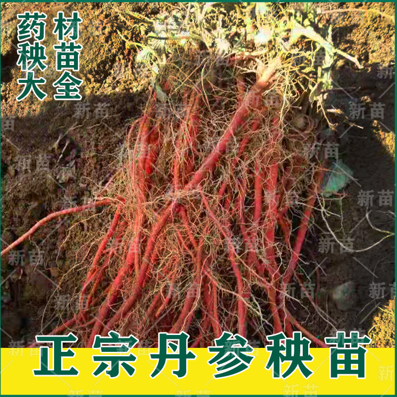 丹参苗