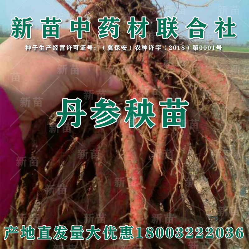 丹参苗