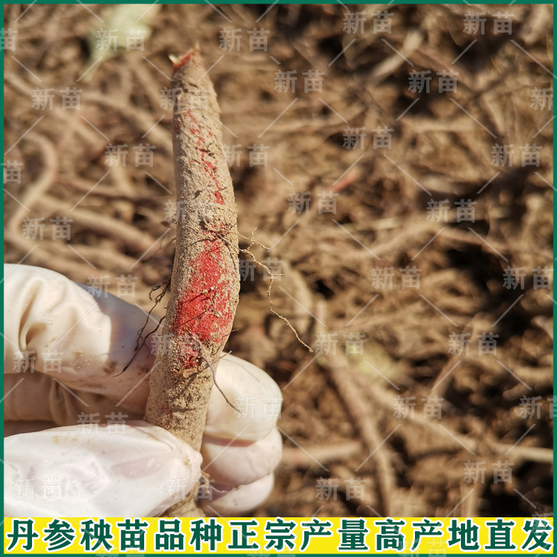 丹参苗