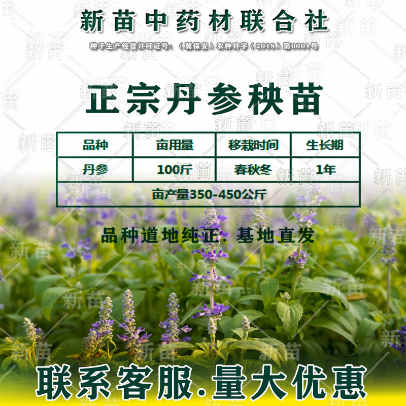 丹参苗