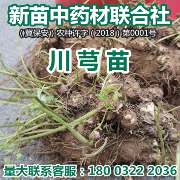 川芎苗
