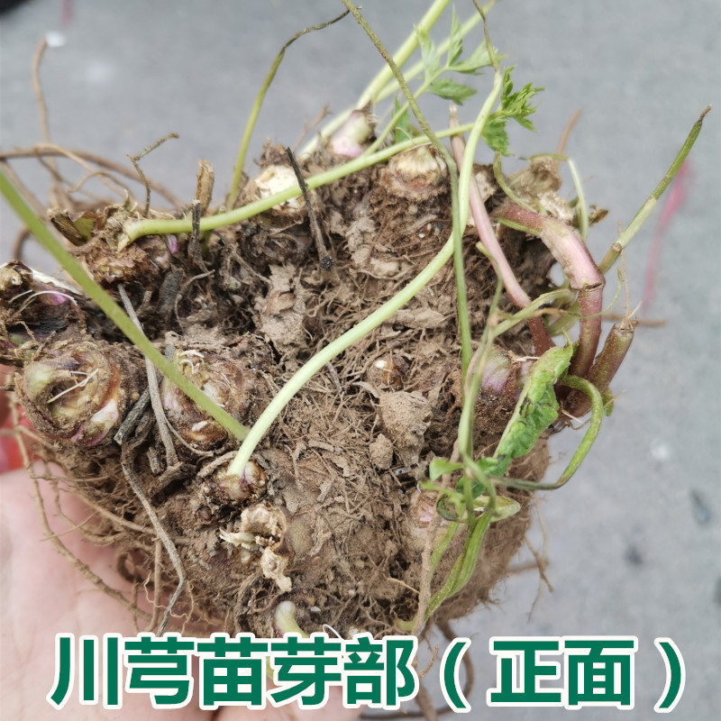 川芎苗