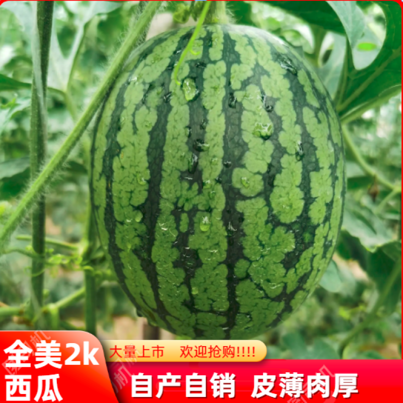 牛奶小吊瓜，全美2K西瓜，手剥小西瓜，大量上市，包熟包甜