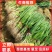 优质葱苗，民丰，伟二，罗平，90白，保证品种，保证质量，
