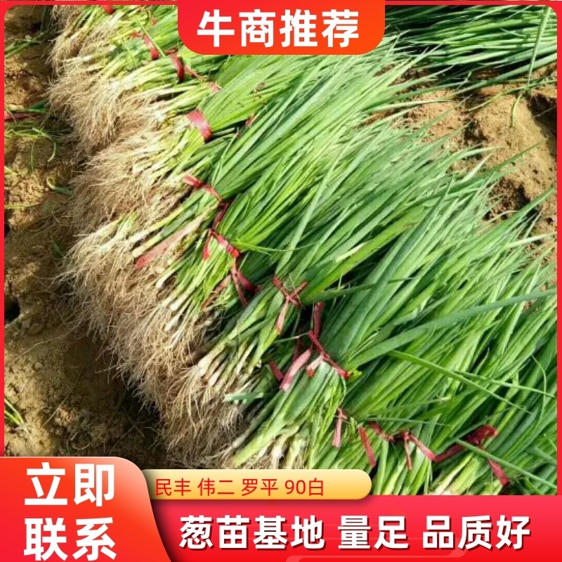 优质葱苗，民丰，伟二，罗平，90白，保证品种，保证质量，