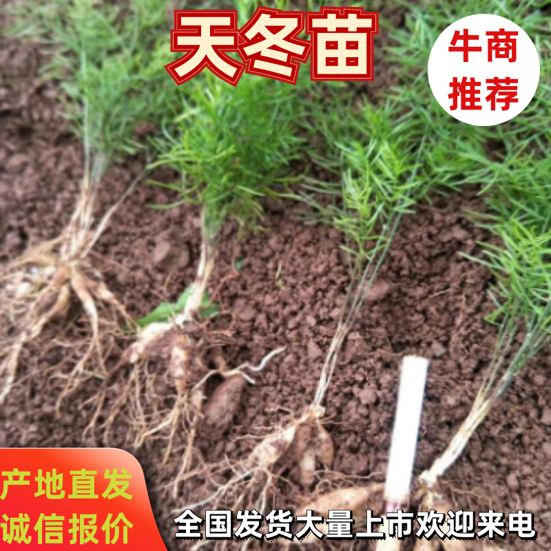天冬苗大量上市天冬中药材种苗可实地考察全国发货