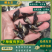 翘嘴鳜鱼苗饲料鳜鱼苗斑鳜鱼苗桂鱼苗\白桂鱼苗\