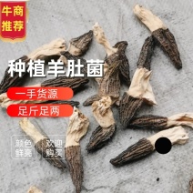 种植羊肚菌，一手货源，足斤足两，货真价实，