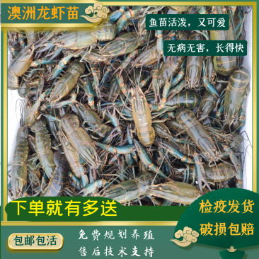 澳洲龙虾苗淡水龙虾苗澳洲淡水龙虾苗苗场直供全部发货