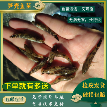 笋壳鱼苗泰国笋壳鱼苗纯种泰国笋壳苗杂交笋壳苗